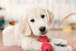 1 BUIBIIU Giocattoli Per Cuccioli Di Cani Giocattoli Da Masticare Per Cuccioli