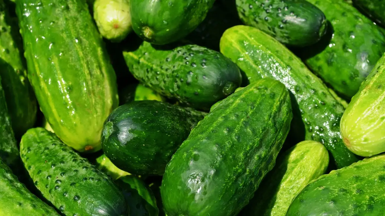 Ecco le 10 piante magiche che fanno crescere i tuoi cetrioli come mai prima! Ecco le 10 piante magiche che fanno crescere i tuoi cetrioli come mai prima!