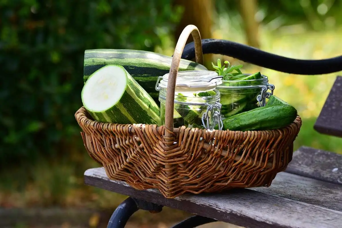 Come piantare cetrioli in un vaso senza errori Immagine selezionata