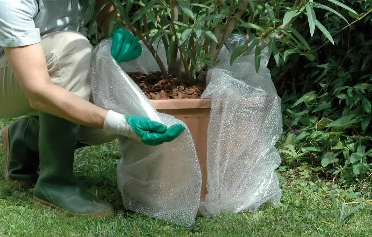 Travasare le piante con terriccio umido può essere un errore da evitare Immagine selezionata