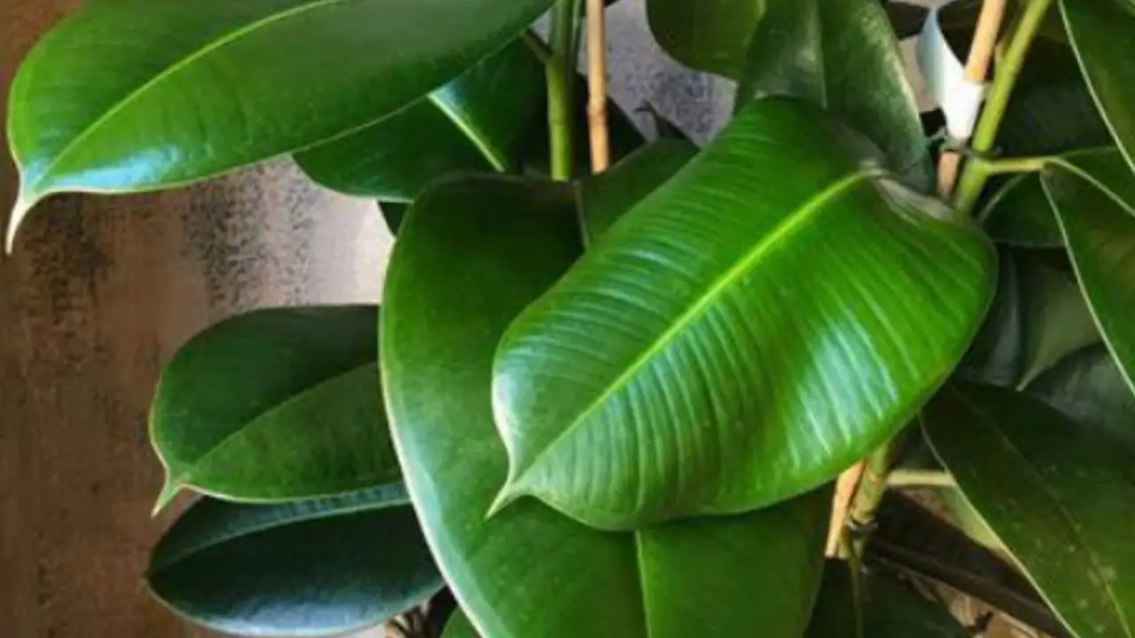 Non usare l’acqua del rubinetto su piante sensibili: ecco il motivo