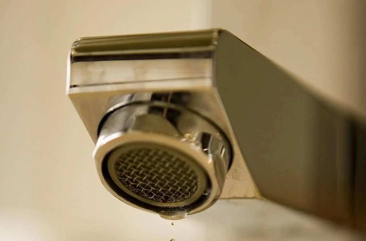 Non usare l’acqua del rubinetto su piante sensibili: ecco il motivo Immagine selezionata