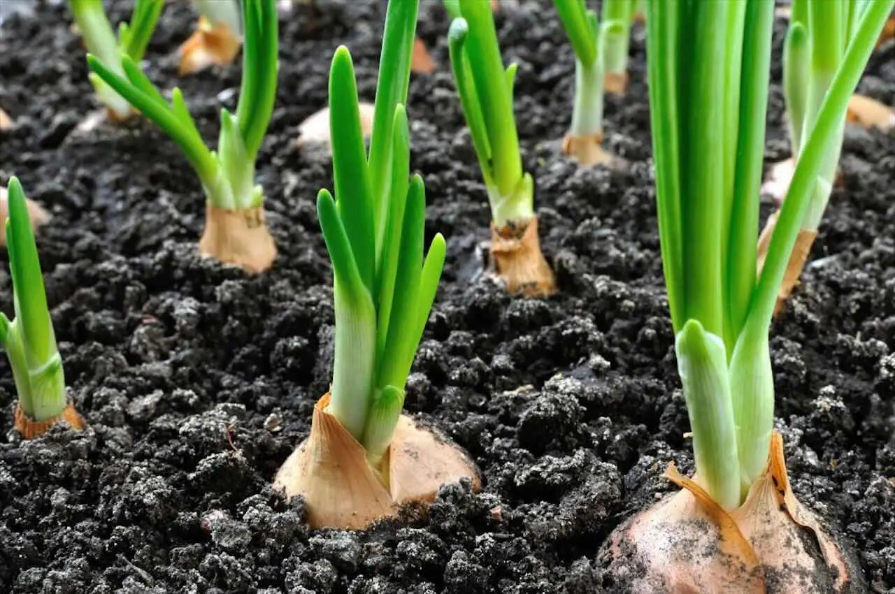 Come piantare le cipolle nell’orto: ecco il metodo più efficace Immagine selezionata