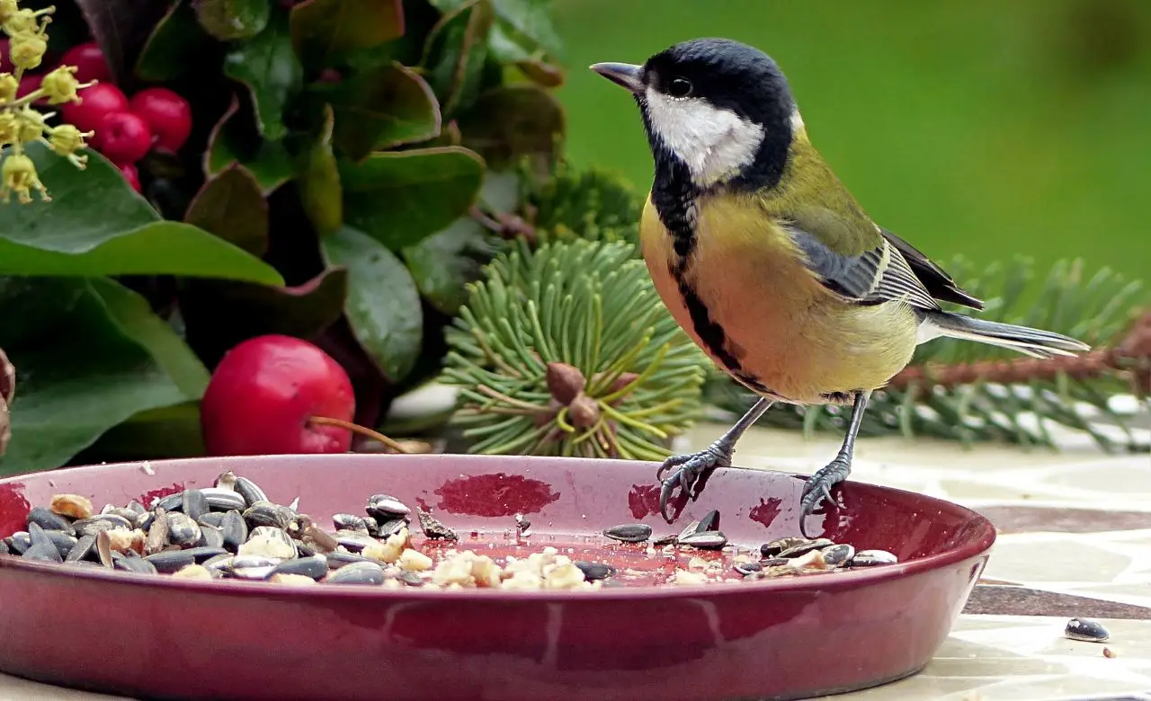 Come difendere il semenzaio dagli uccelli: consigli utili per la protezione Come difendere il semenzaio dagli uccelli: consigli utili per la protezione