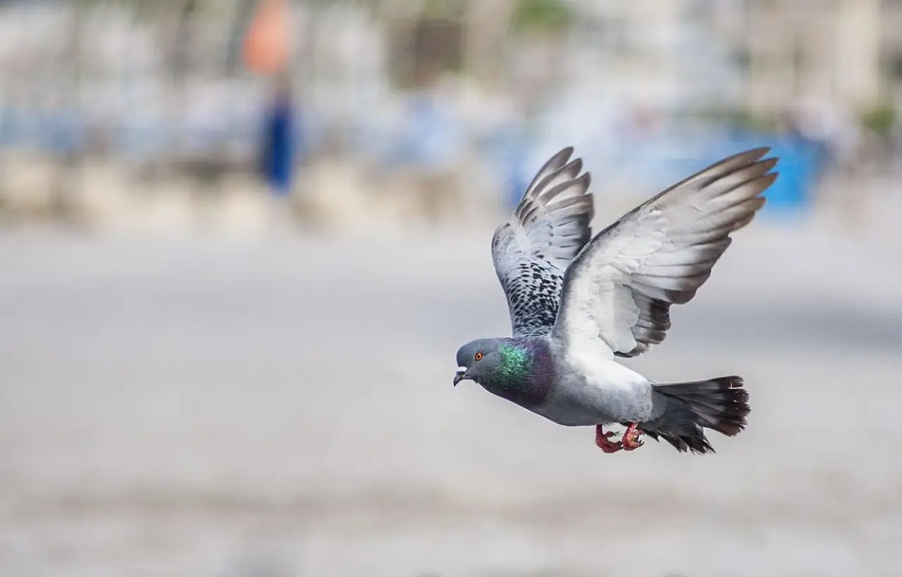 Come difendere il semenzaio dagli uccelli: consigli utili per la protezione Immagine selezionata