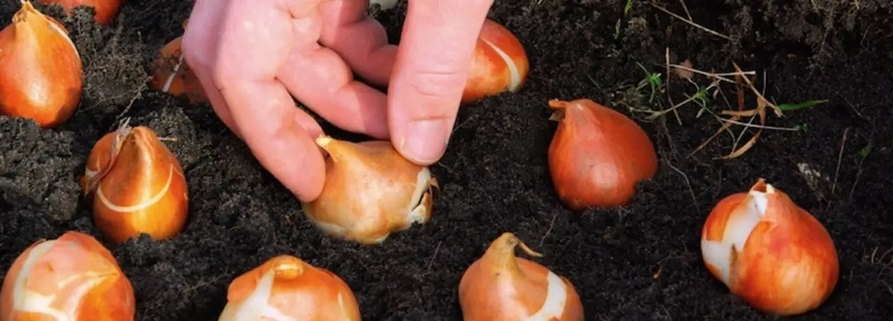 Guida alla piantumazione dei bulbi per ottenere fioriture primaverili straordinarie Guida alla piantumazione dei bulbi per ottenere fioriture primaverili straordinarie
