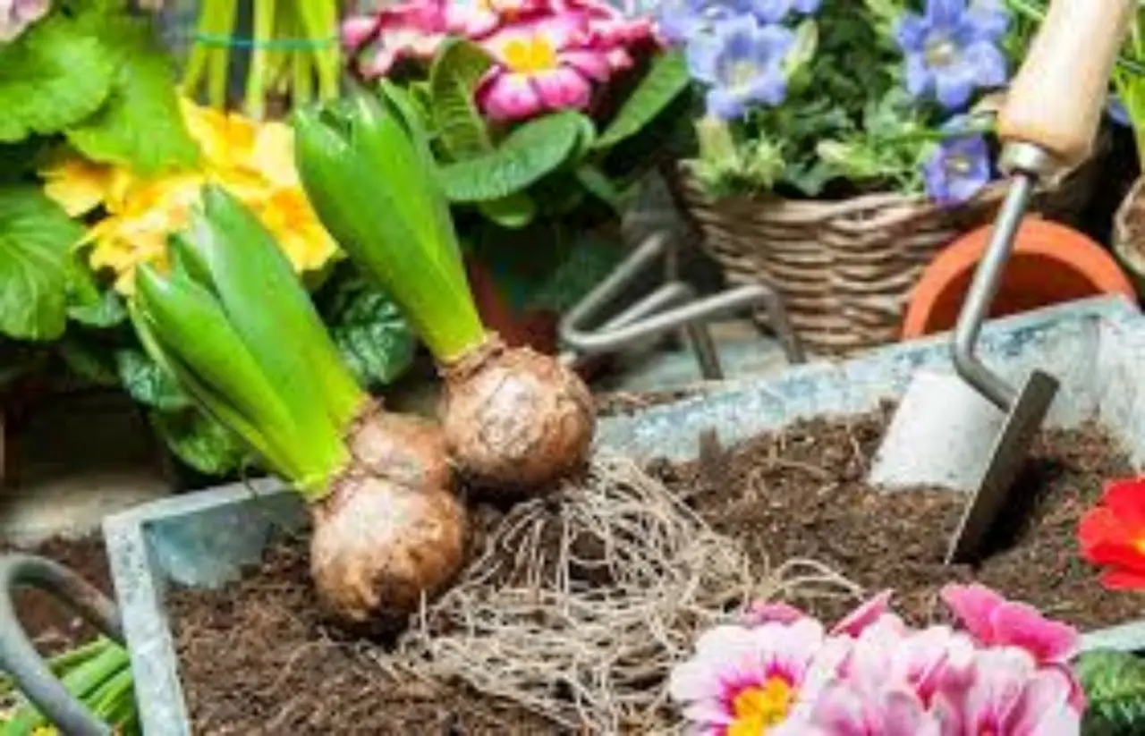 Guida alla piantumazione dei bulbi per ottenere fioriture primaverili straordinarie Immagine selezionata