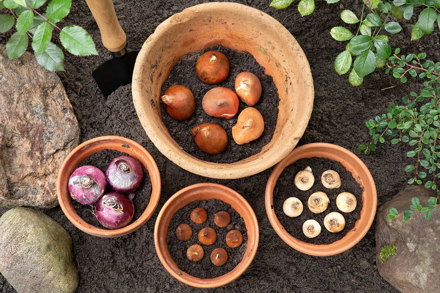 Guida alla piantumazione dei bulbi per ottenere fioriture primaverili straordinarie Immagine selezionata