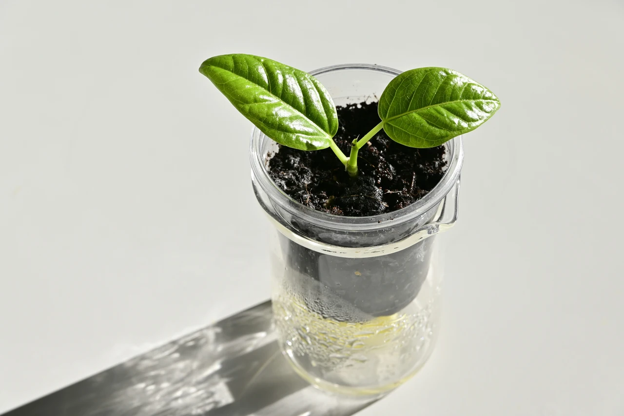 Moltiplicare le piante con la tecnica della talea