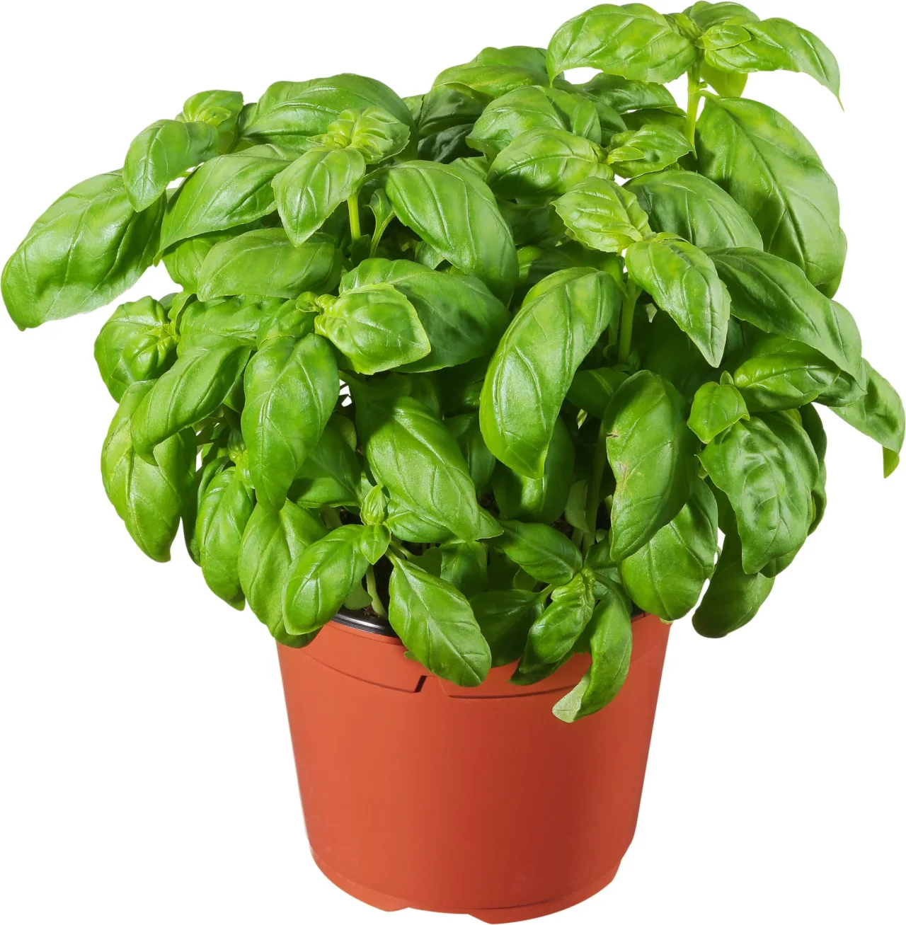 Come coltivare il basilico in vaso senza farlo seccare Come coltivare il basilico in vaso senza farlo seccare