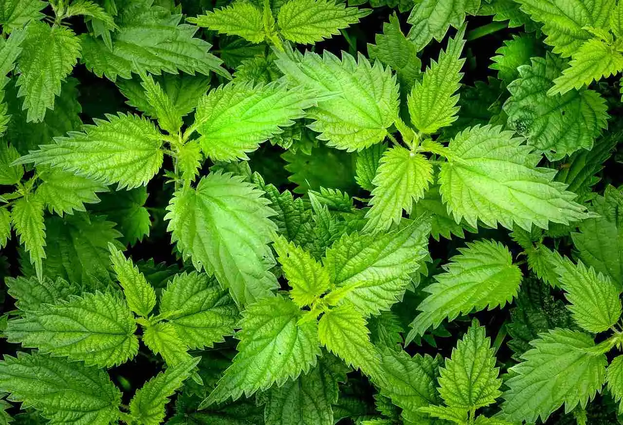 Guida all’uso dell’ortica per realizzare fertilizzanti naturali Guida all’uso dell’ortica per realizzare fertilizzanti naturali