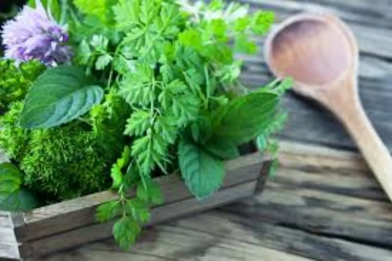Guida all’uso dell’ortica per realizzare fertilizzanti naturali Guida all’uso dell’ortica per realizzare fertilizzanti naturali