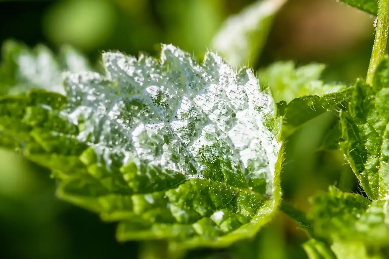 Guida all’uso dell’ortica per realizzare fertilizzanti naturali Guida all’uso dell’ortica per realizzare fertilizzanti naturali