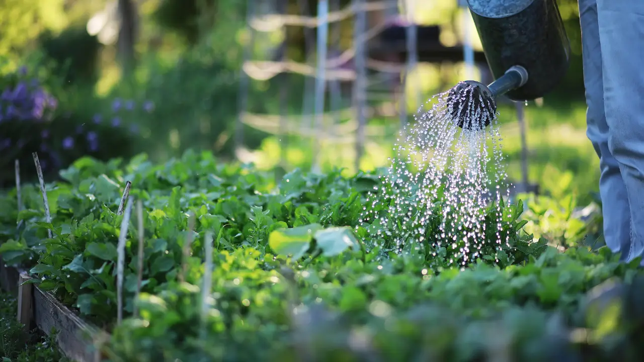 Guida all’uso dell’ortica per realizzare fertilizzanti naturali Guida all’uso dell’ortica per realizzare fertilizzanti naturali