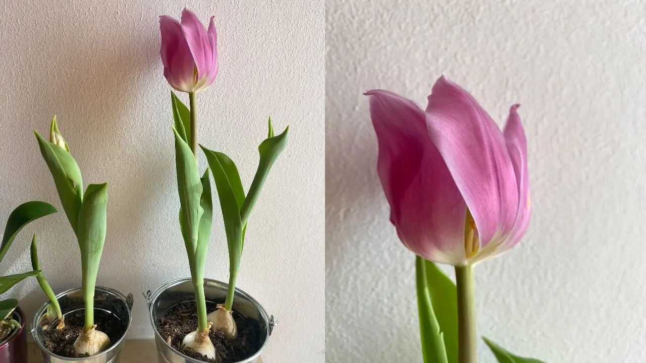 Il periodo migliore per piantare i bulbi di tulipano e ottenere una fioritura spettacolare Il periodo migliore per piantare i bulbi di tulipano e ottenere una fioritura spettacolare