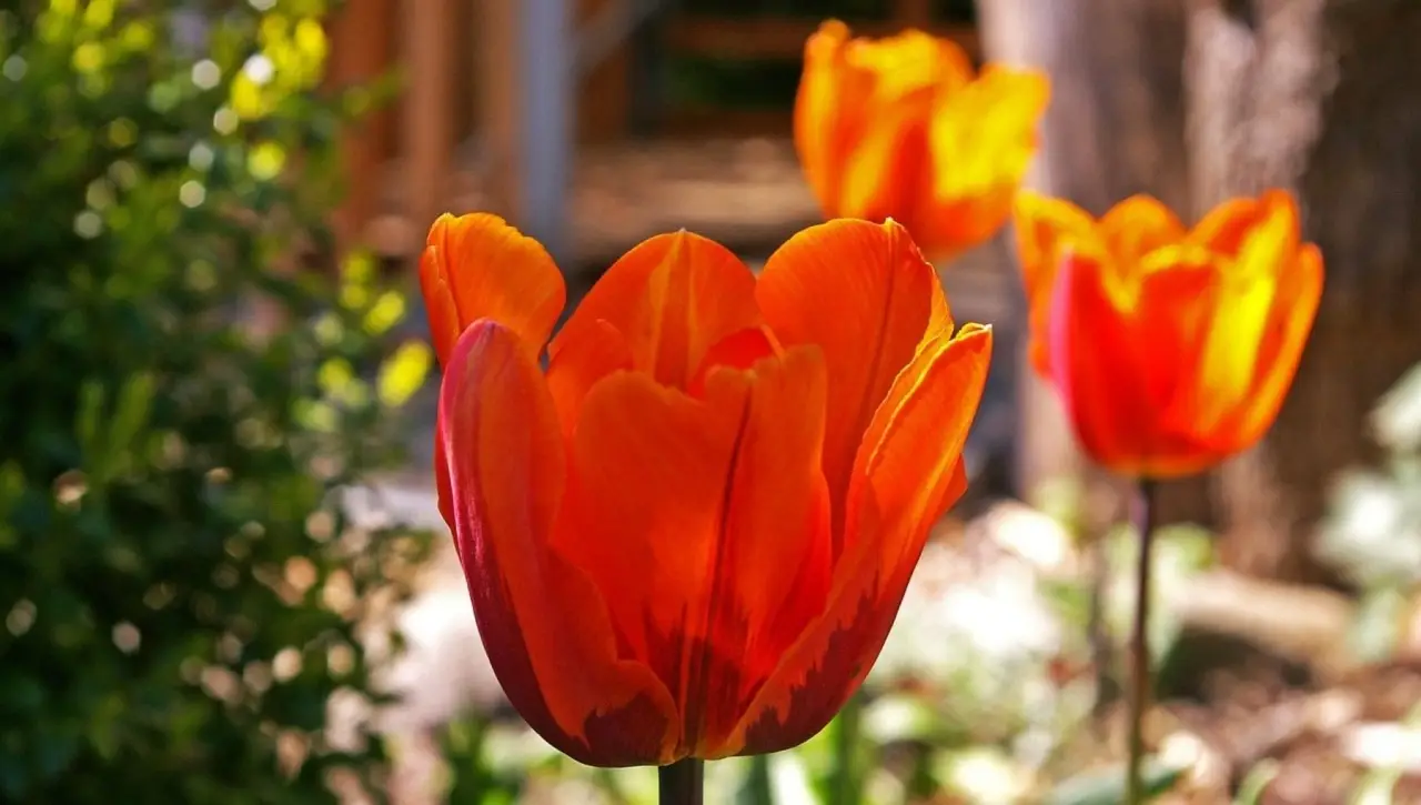 Il periodo migliore per piantare i bulbi di tulipano e ottenere una fioritura spettacolare Il periodo migliore per piantare i bulbi di tulipano e ottenere una fioritura spettacolare