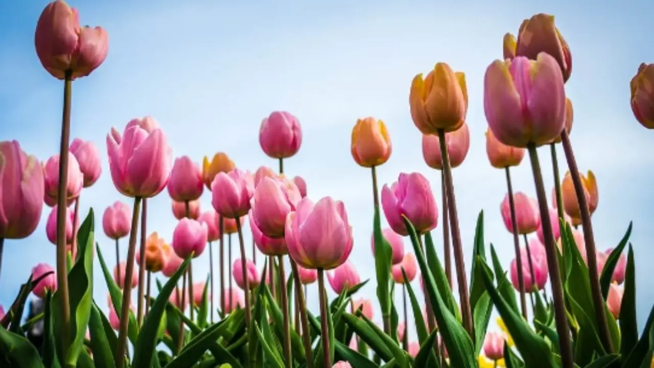 Il periodo migliore per piantare i bulbi di tulipano e ottenere una fioritura spettacolare Il periodo migliore per piantare i bulbi di tulipano e ottenere una fioritura spettacolare