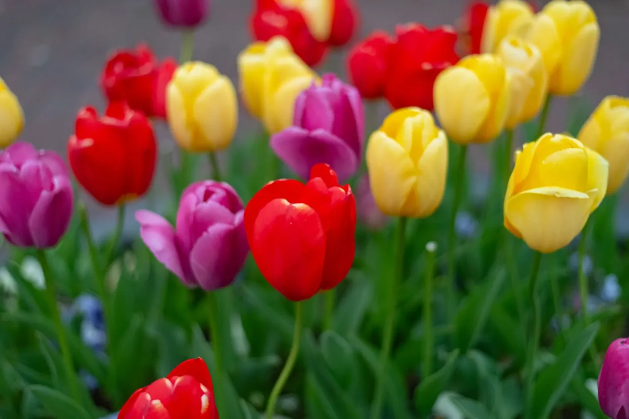 Il periodo migliore per piantare i bulbi di tulipano e ottenere una fioritura spettacolare Il periodo migliore per piantare i bulbi di tulipano e ottenere una fioritura spettacolare
