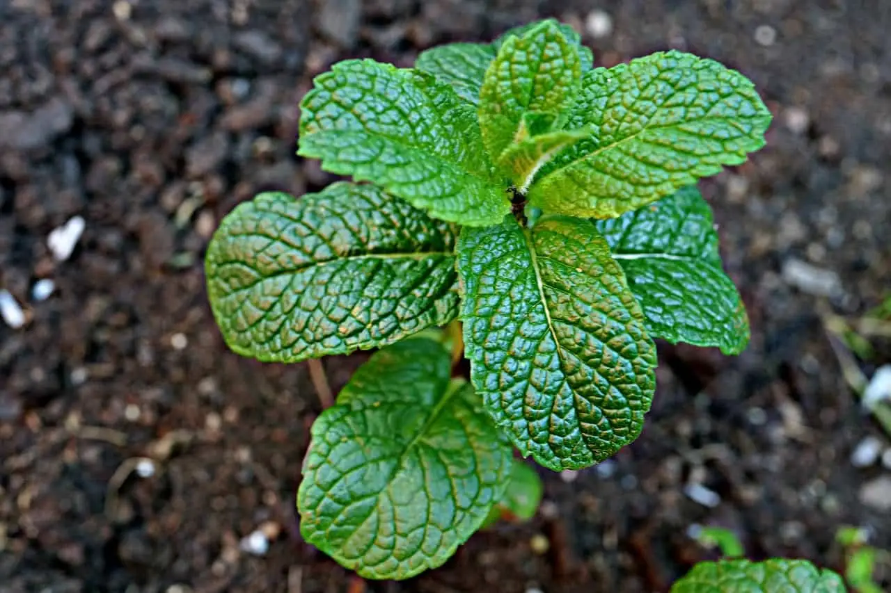 Guida all’uso dell’ortica per realizzare fertilizzanti naturali Guida all’uso dell’ortica per realizzare fertilizzanti naturali