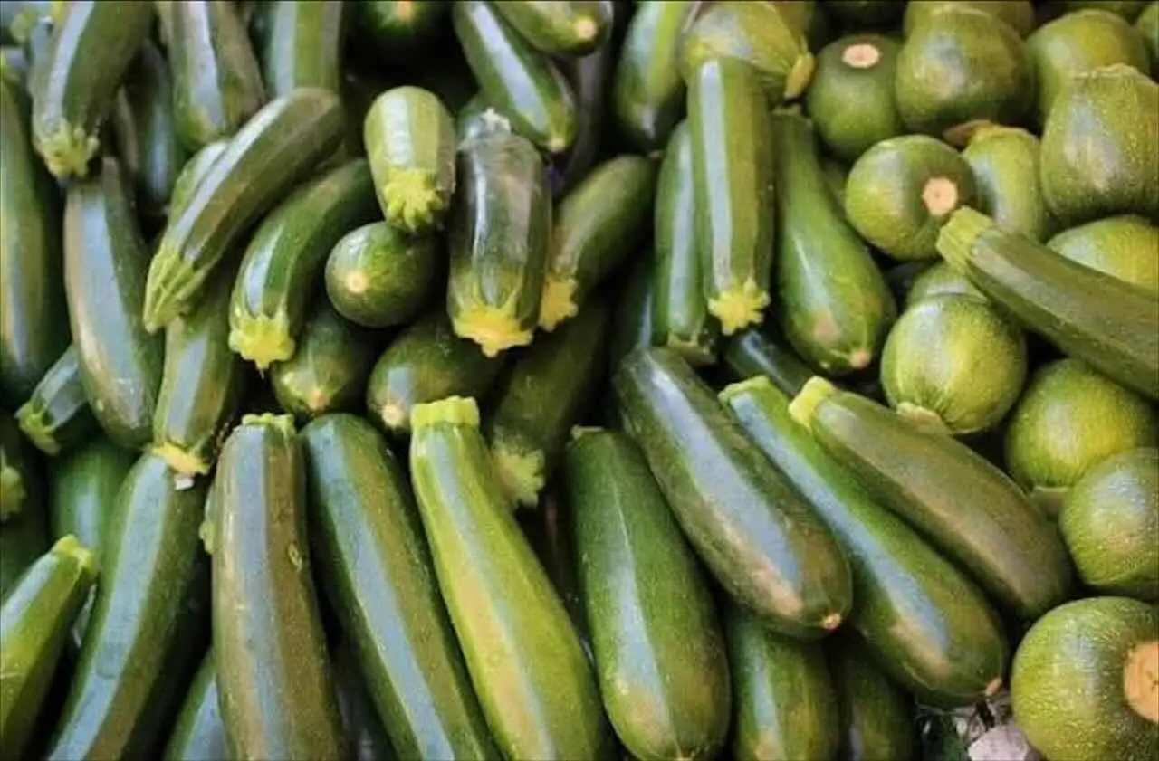 Coltivare zucchine anche in spazi ridotti: ecco come