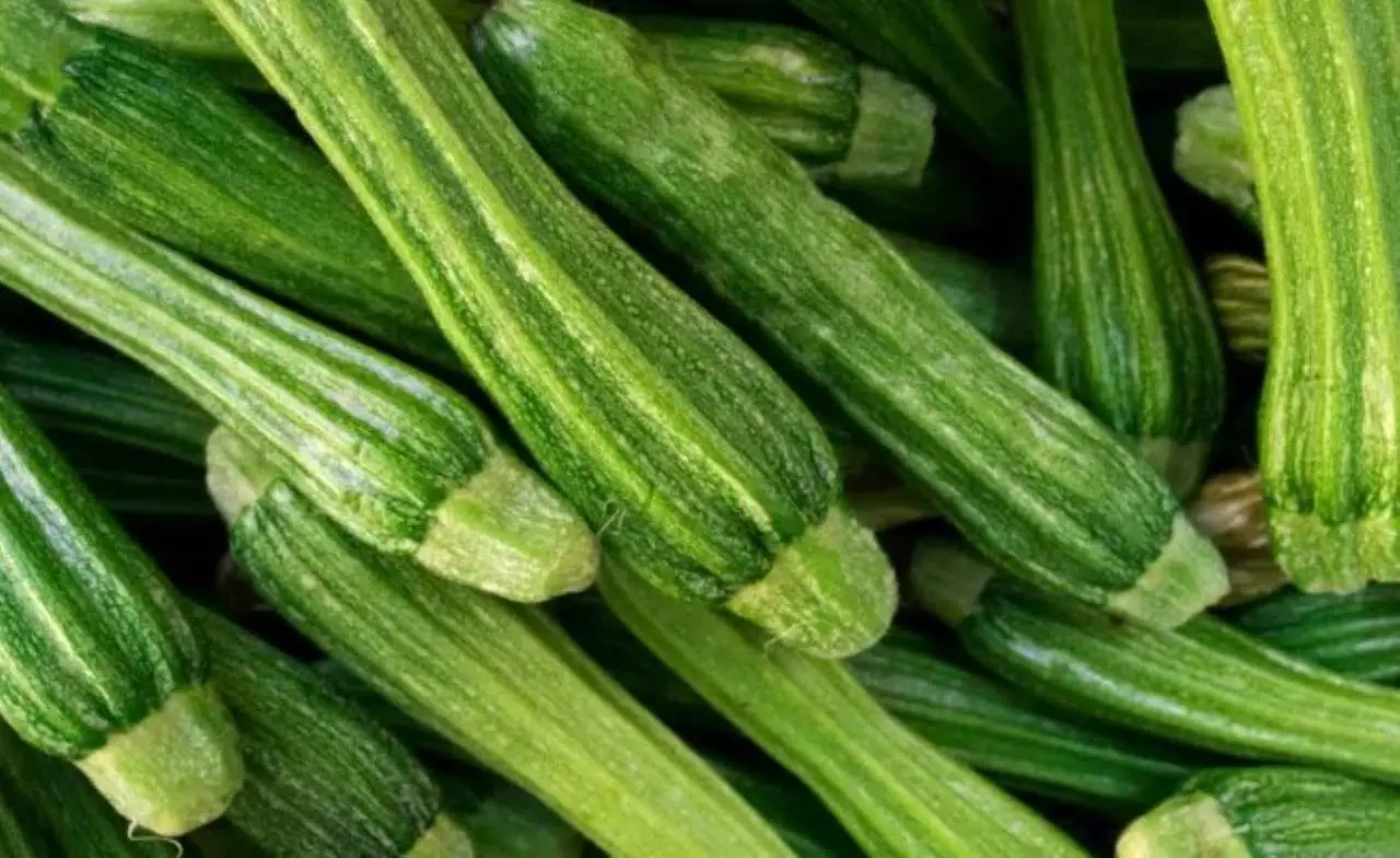 Coltivare zucchine anche in spazi ridotti: ecco come Coltivare zucchine anche in spazi ridotti: ecco come