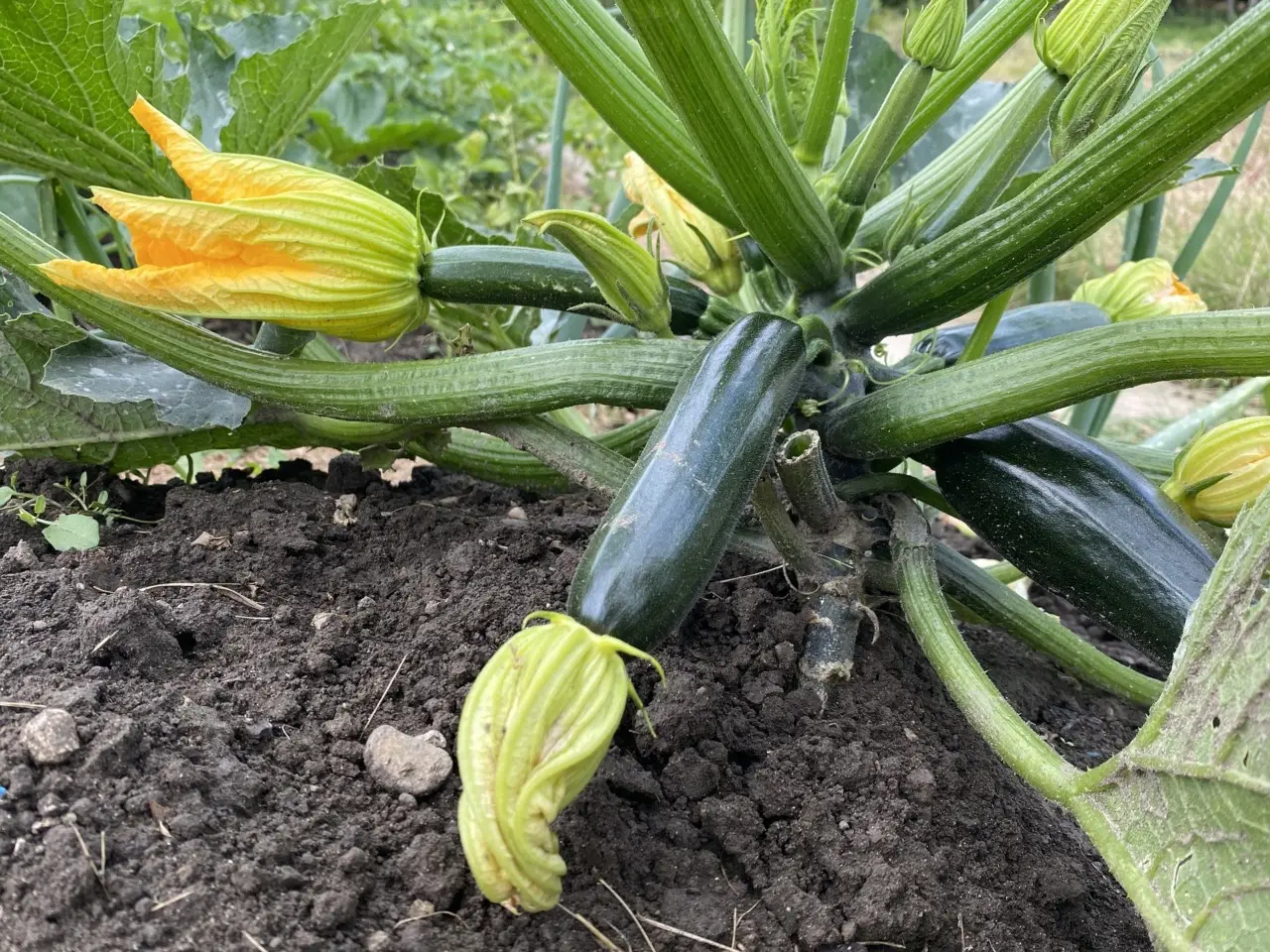 Coltivare zucchine anche in spazi ridotti: ecco come Coltivare zucchine anche in spazi ridotti: ecco come