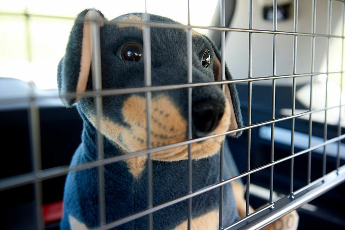 9 Migliori Cinture Di Sicurezza Per Cani Maggio 2021. Recensioni - The Goody Pet