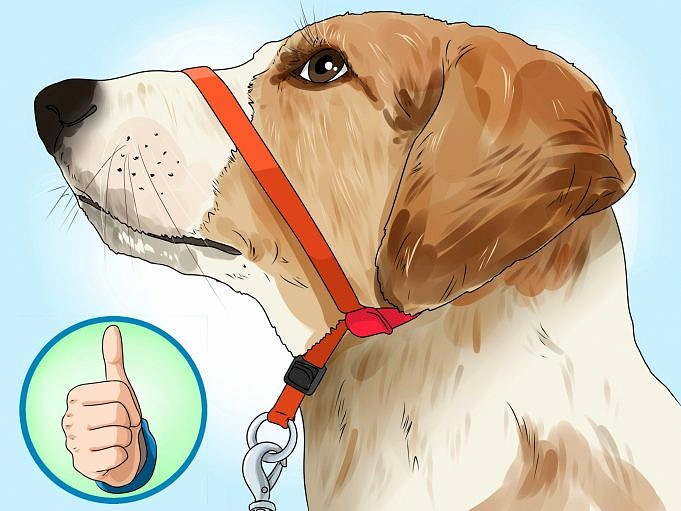 Abbiamo Trovato Le 7 Migliori Cavezze Per Cani Per Passeggiate Senza Tirare