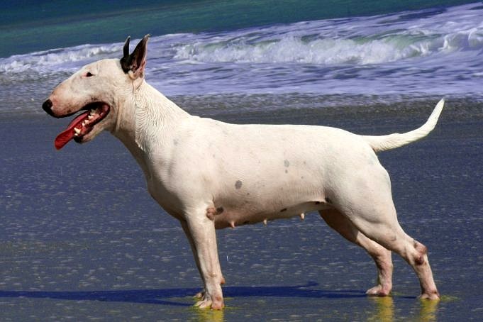 Bull Terrier Inglese Bulldog Inglese Bull Terrier Mix Di Informazioni, Immagini E Fatti