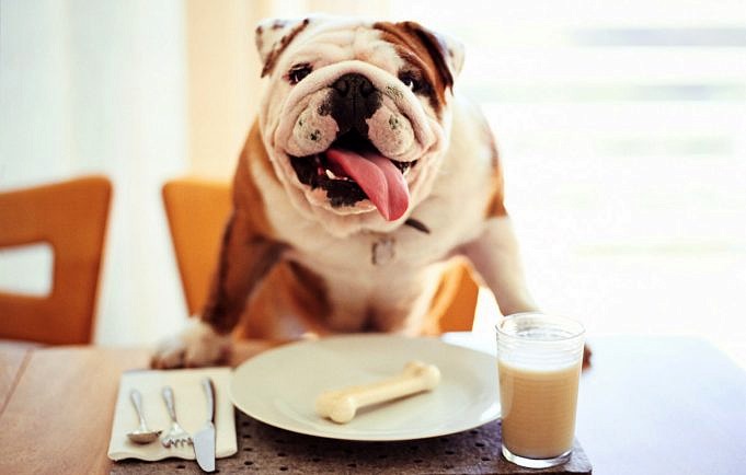 Cambiare La Dieta Per Un Cane Con Uno Stomaco Sensibile