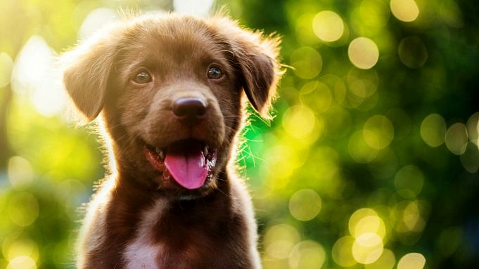 Come Devo Chiamare Il Mio Cane? 14 Regole Per Scegliere Il Nome Perfetto
