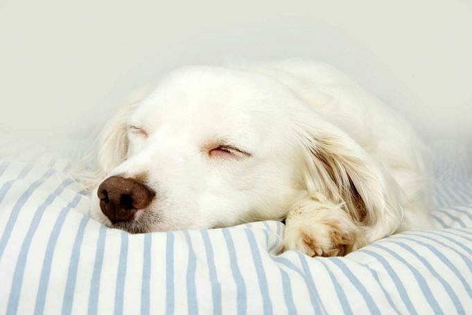 I Cani Dormono Con Gli Occhi Aperti? Ecco Come Potrebbe Accadere