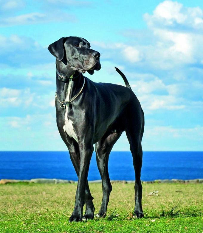 Il Miglior Letto Per Cani Rialzato Per L'alano: Testato E Affidabile