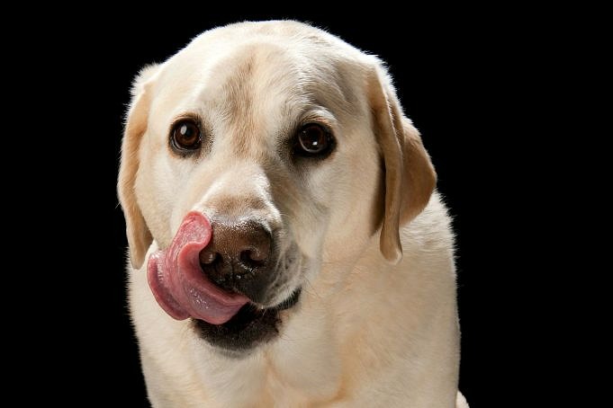 Perché Il Mio Cane Russa In Presenza Di Altri Cani? 8 Motivi Per Cui Il Tuo Cane Fa Questo Comportamento
