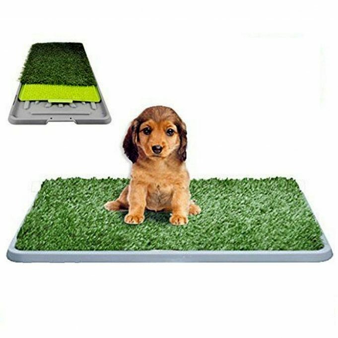 Top Grass For Dogs 5 Tipi Di Erba Ideali Per Animali Domestici